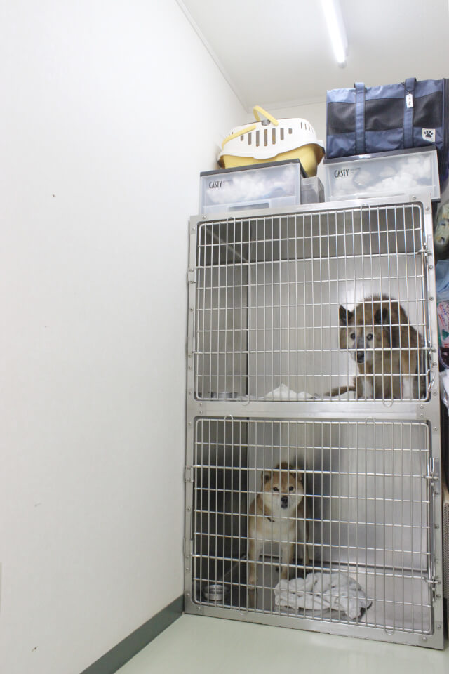 金子動物病院_10