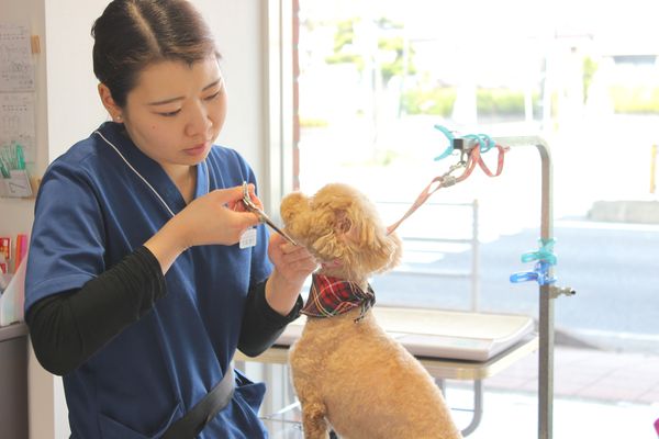 さがみ総合どうぶつ医療センター_5