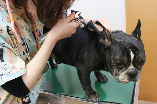 ちよだ動物病院_13