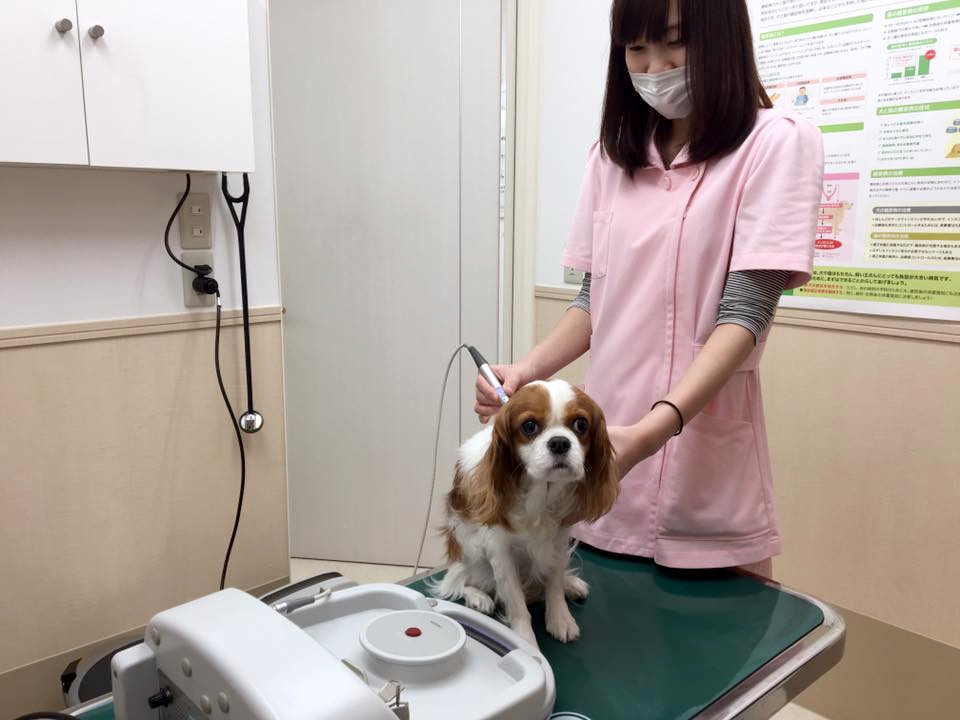 アルバーロ動物病院_こだわり_1