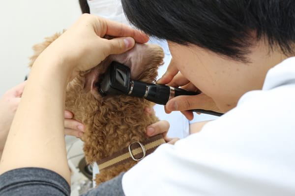 パスカル動物病院大宮_1