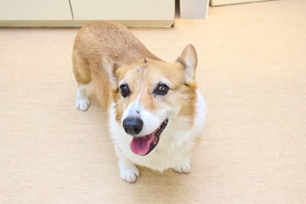 パスカル動物病院狭山_8