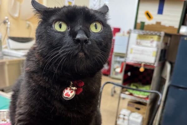 DCC動物病院 カインズ名古屋大高