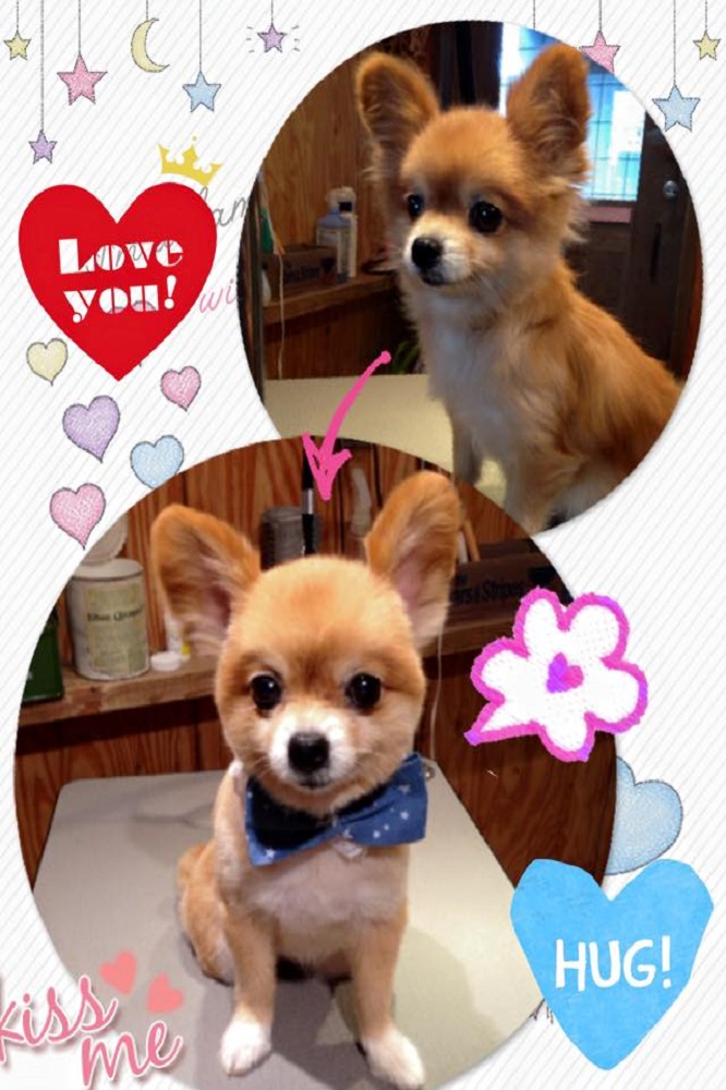 Dog salon ONE ROOM_3