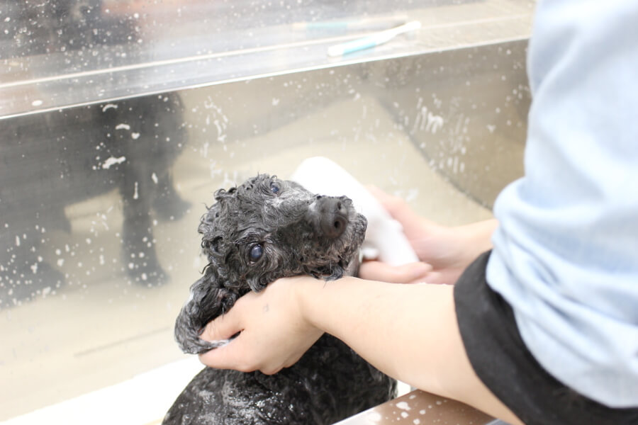 APRICOT TAIL Groomingstudio_こだわり_1