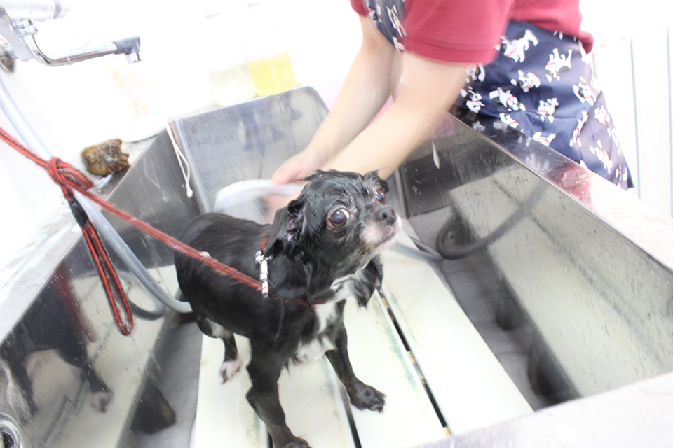 PET SALON ＆ HOTEL chere_4