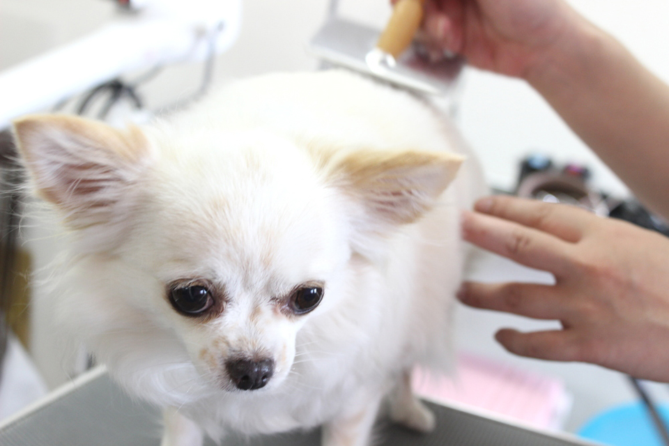 犬の美容室 ぼちゃ_3