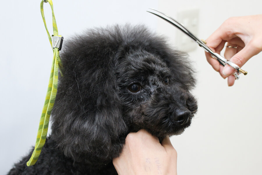 ペットサロン M DOG_こだわり_1