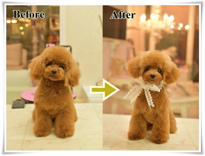 pet salon Dearest