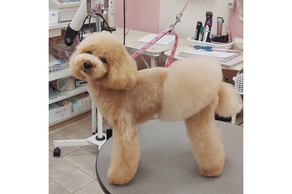 T-ino（ティーノ）_3