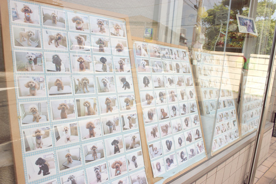 NATURAL PET SALON dog spa_1