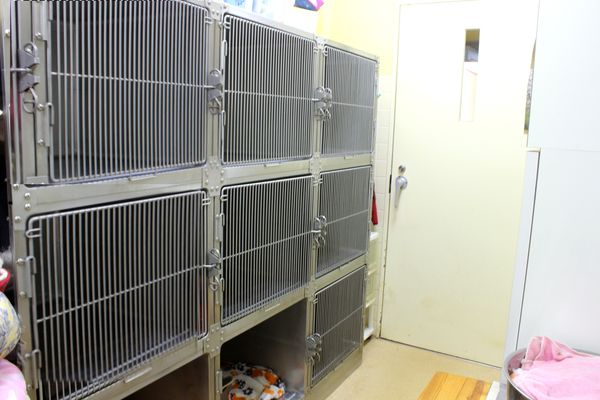 NATURAL PET SALON dog spa_4