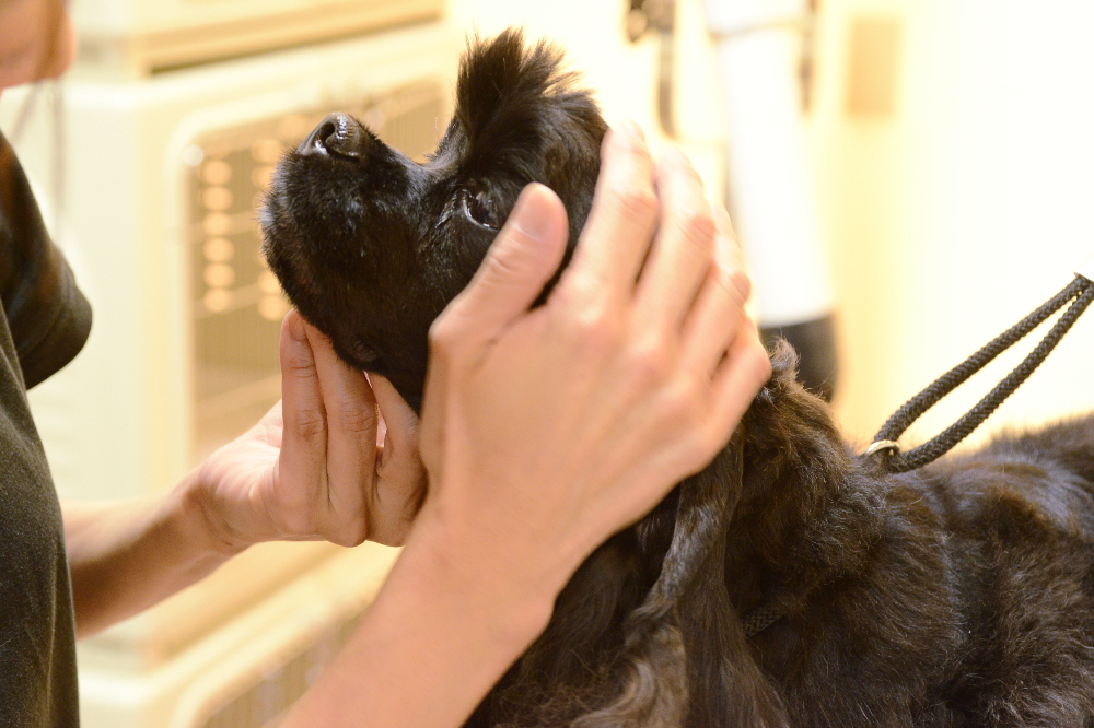 Dog Salon Denny_こだわり_1