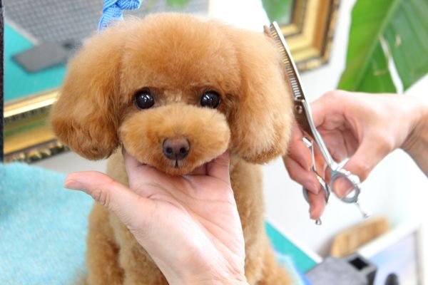 Dog salon MUOSSI_4
