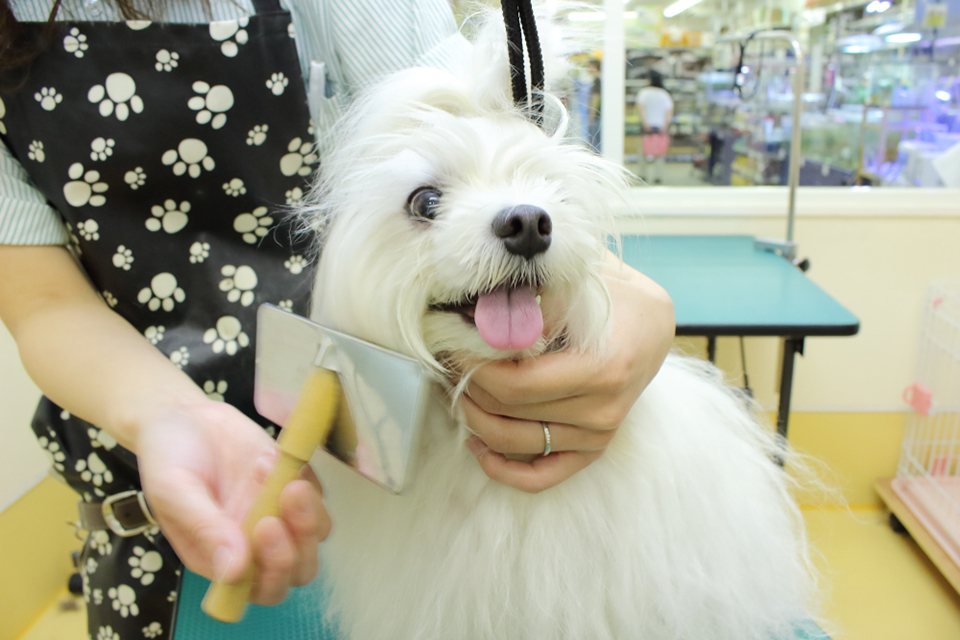 ペットプラザ江東深川店_2
