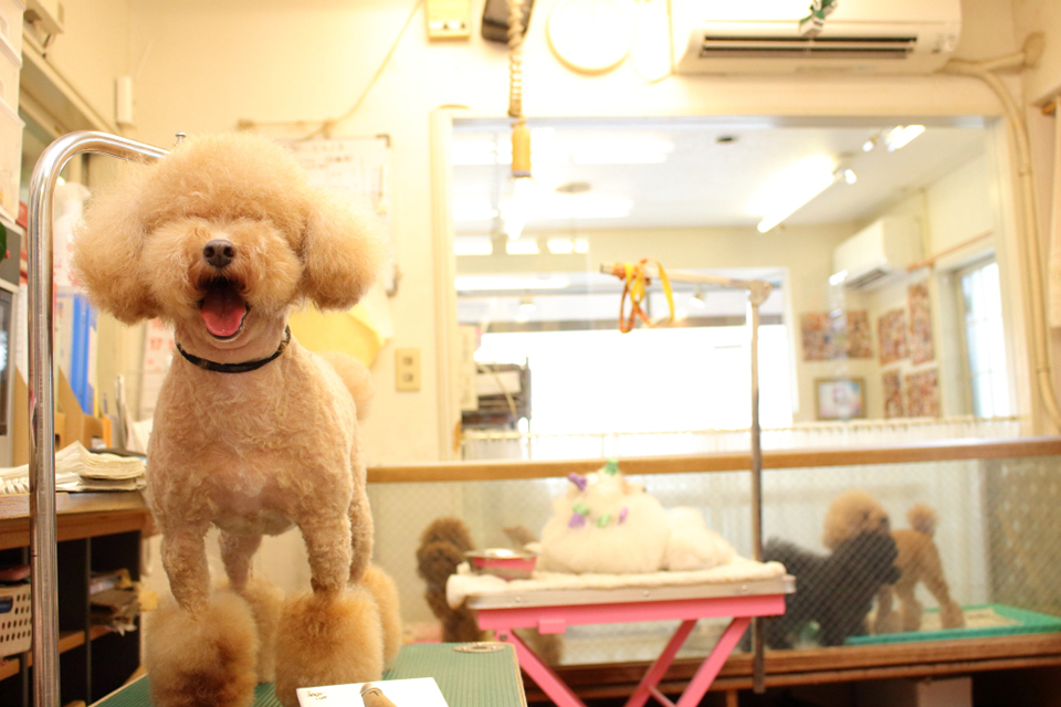 ドッグサロン ケンネル薫 松戸店_4