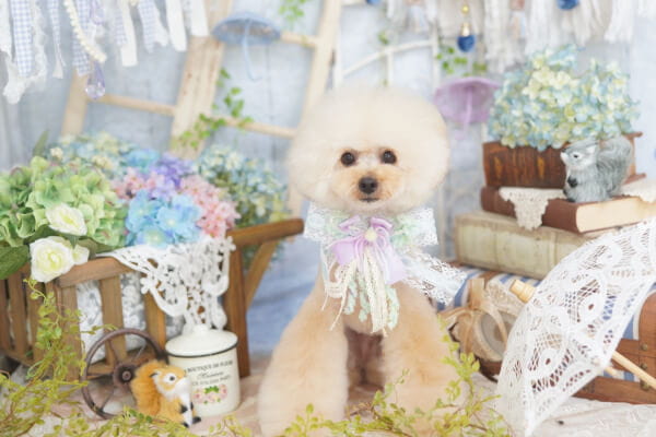 Dog salon Loui’s(ルイス)自由が丘