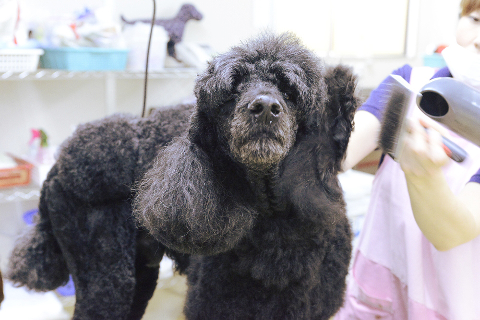 Dog Salon迎賓館 本店_4
