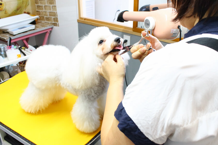 Dog care Salon IPPUDA_こだわり_1