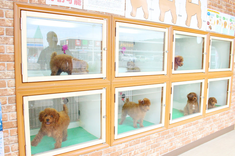 ペットショップ いっぷく湖南店_3