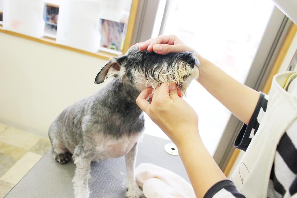 DOG SALON WING_こだわり_1