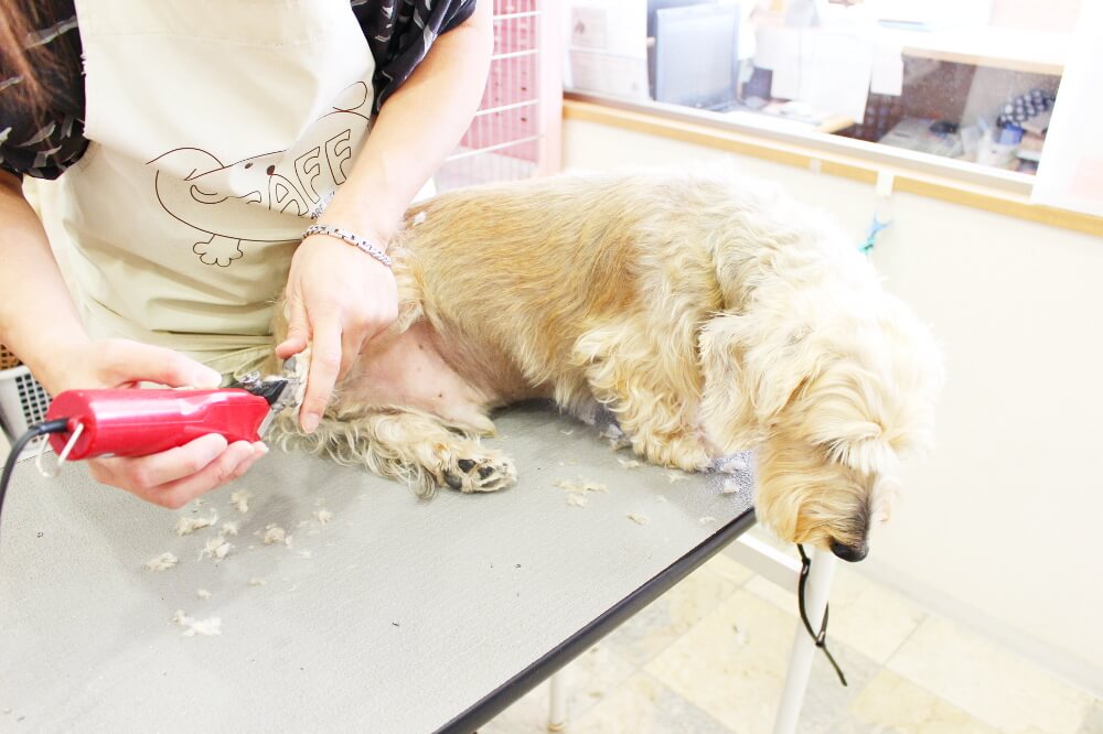 DOG SALON WING_こだわり_2