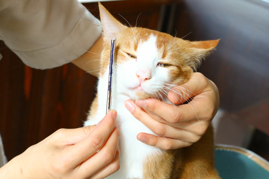 トリミングサロンアラモード本店(猫専用窓口)_こだわり_1