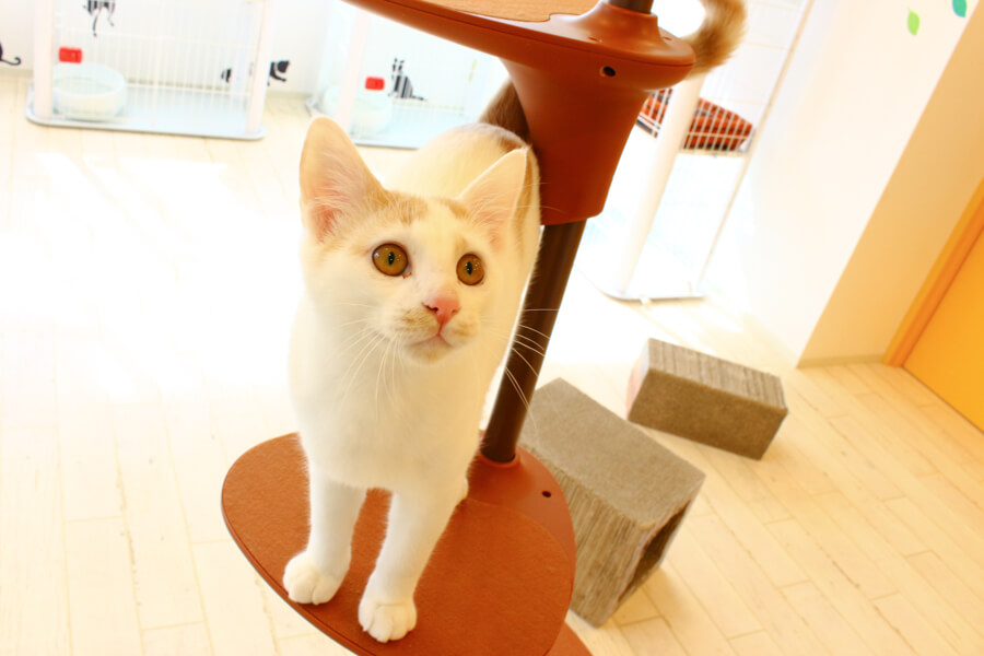 トリミングサロンアラモード本店(猫専用窓口)_こだわり_3