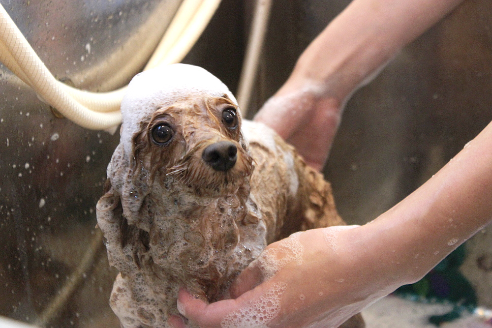 Happy Bath Pep_4
