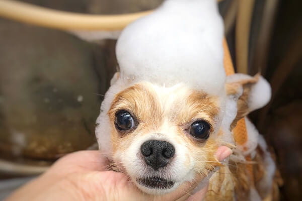 Happy Bath Pep_3