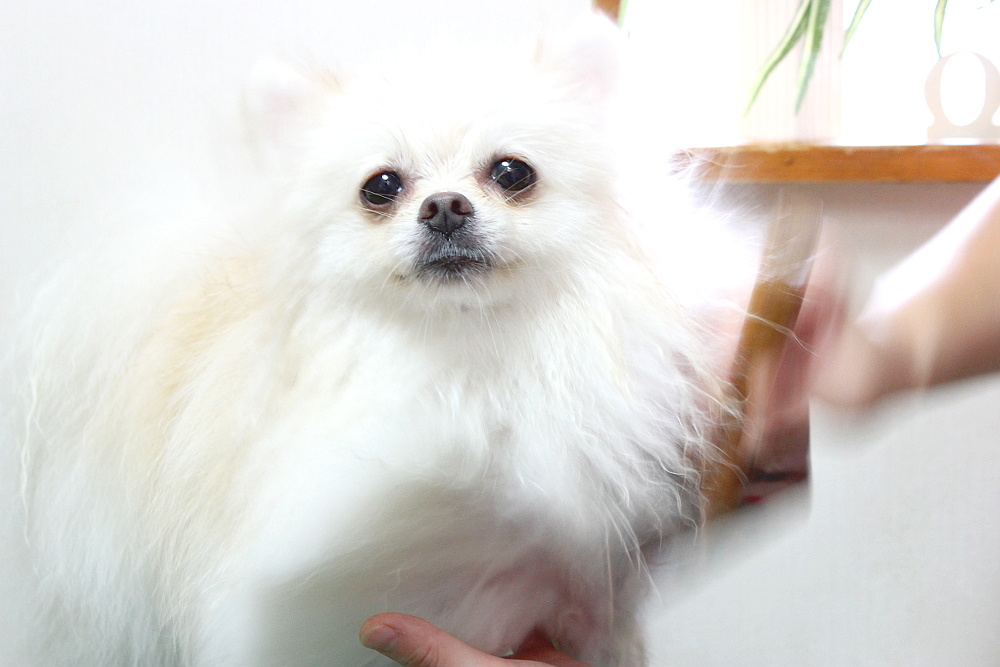TrimmingSalon BUDDy_こだわり_3