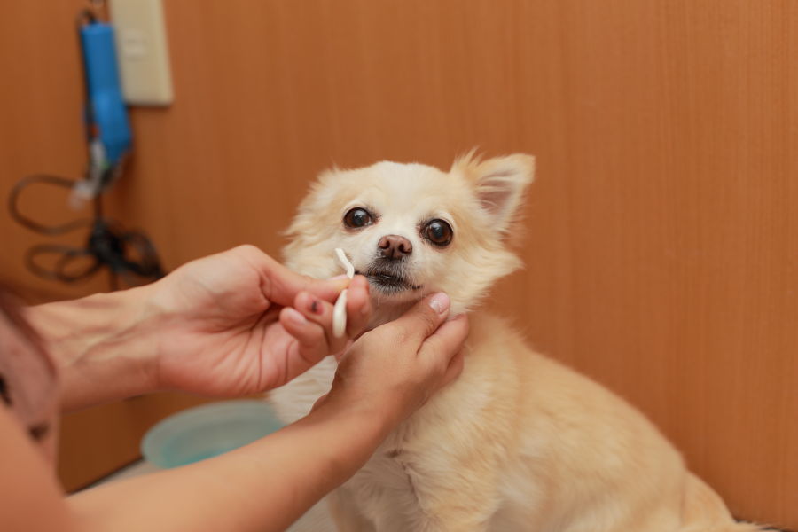 犬の美容室 SHIPS (当日予約不可)_4