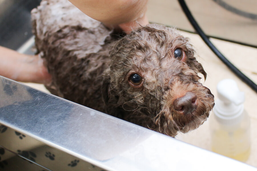 Dog salon La kule’a_3