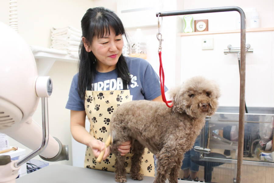 Dog salon La kule’a_2