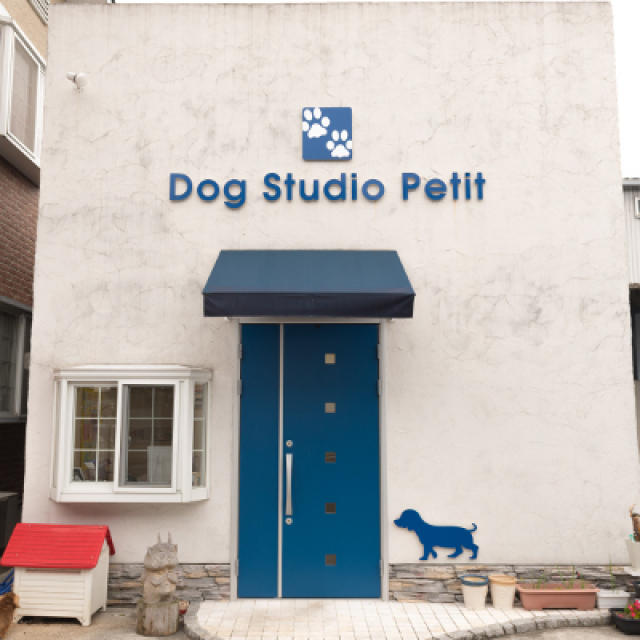 Dog Studio Petit