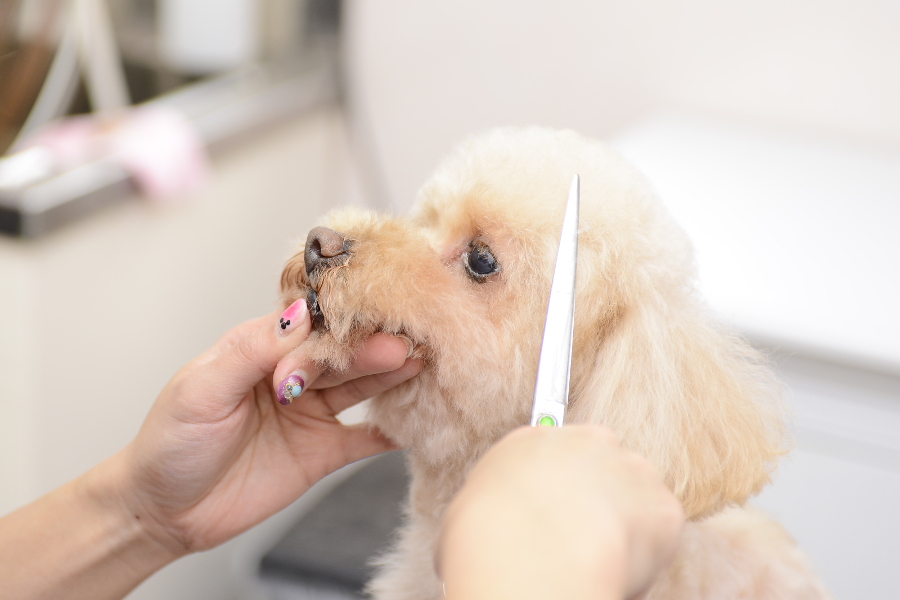 petsalon naity._3
