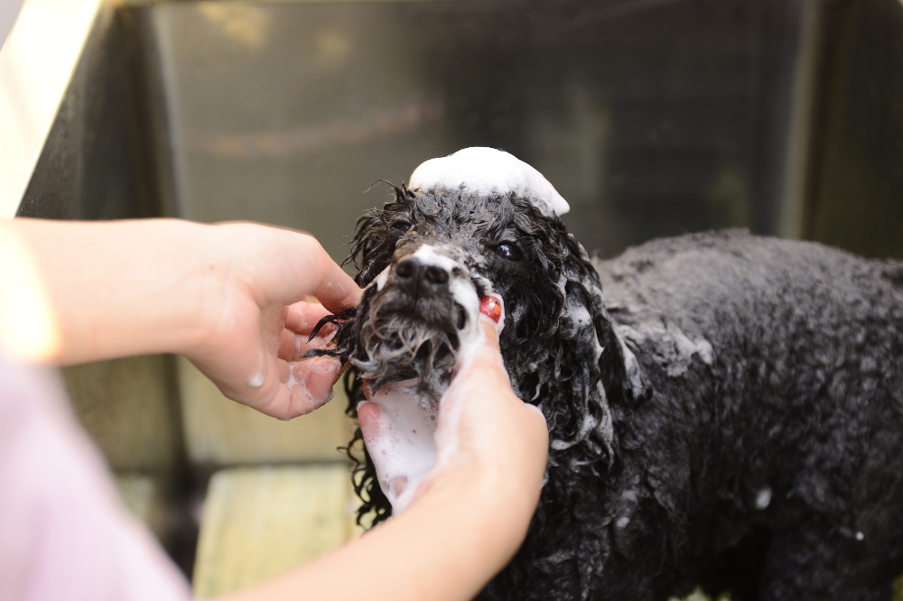 petsalon naity._2