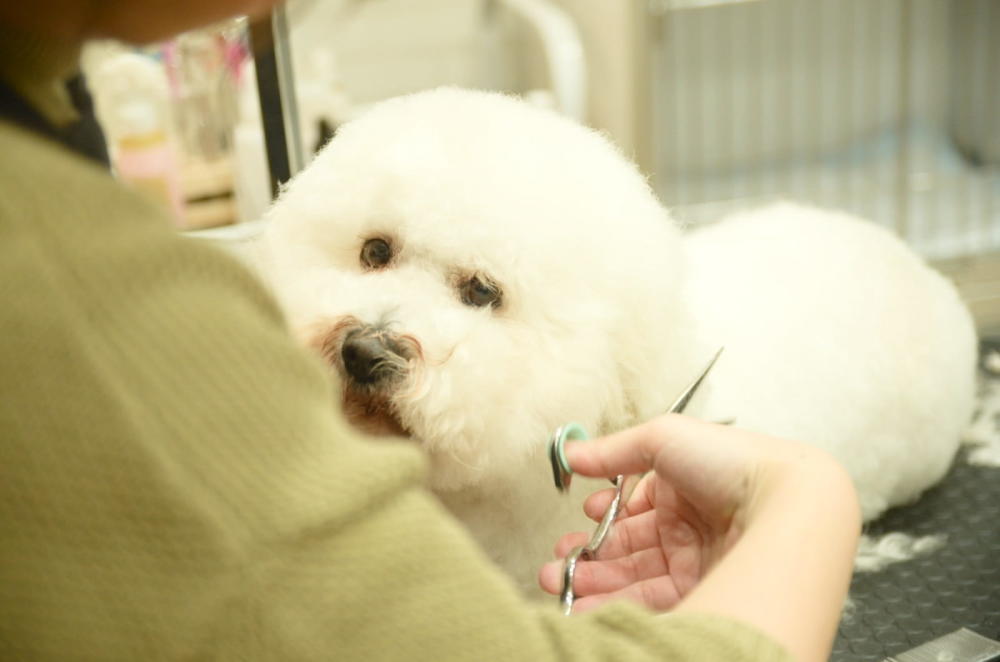 DOG SALON nino
