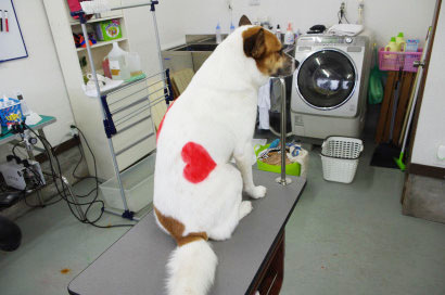 DOG SALON FOREST_1