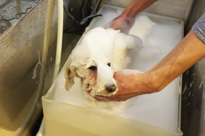 DOG SALON FOREST_2