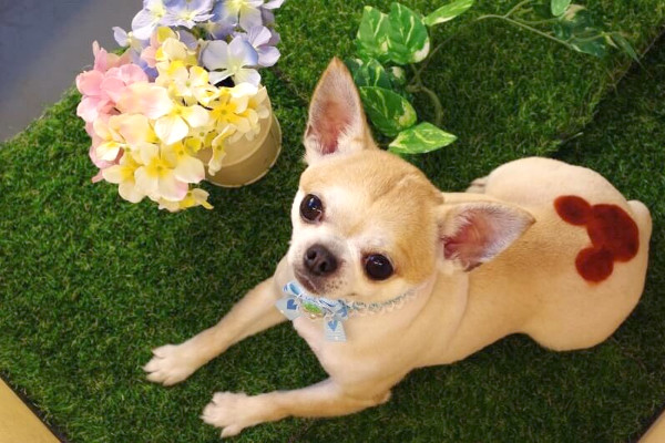 DOG SALON FOREST_4