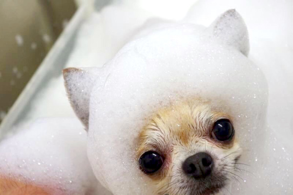 DOG SALON FOREST_3