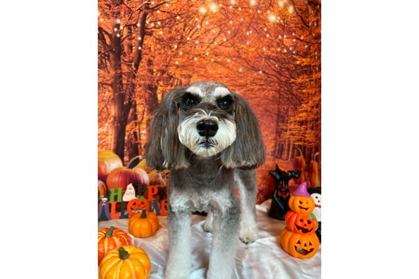 Dog Salon&Aloma Sunny Leo