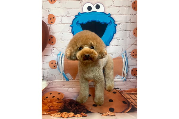 Dog Salon&Aloma Sunny Leo_2