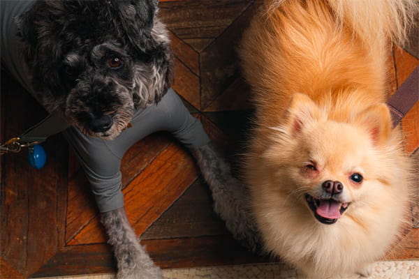 Dog Salon&Aloma Sunny Leo_1