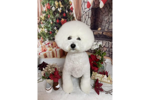 Dog Salon&Aloma Sunny Leo_4