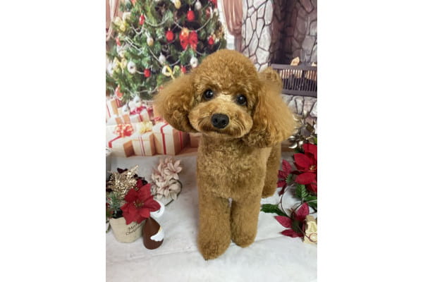 Dog Salon&Aloma Sunny Leo_3