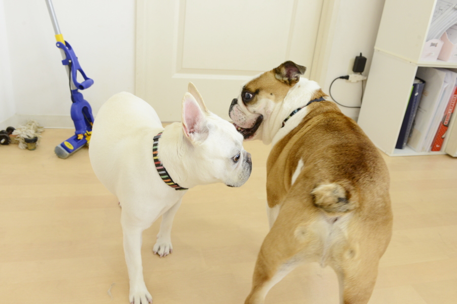 DOG&CAT MOMO_こだわり_2