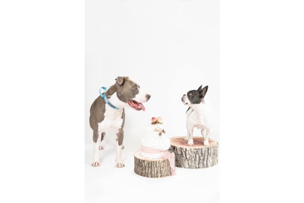 Natural Dog Salon Ohana_1