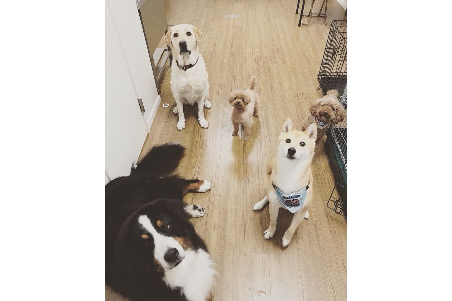Dog Salon, Hotel Mili Mili_2